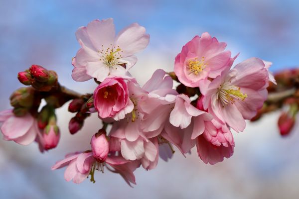 Knospen und Blüten - Buds and Blossoms - Kerzenduftöl - Duftöl