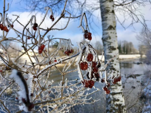 Nordische Beere und Birke - Nordic Berry and Birch - Kerzenduftöl - Duftöl