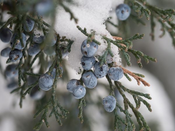 Holunderfichte - Elderberry Spruce - Kerzenduftöl - Duftöl