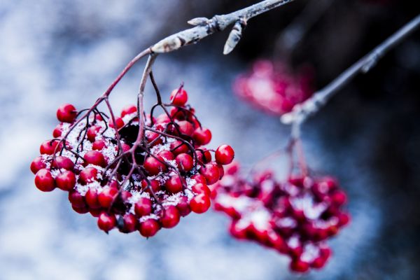 Winter Currant - Candle Fragrance Oil