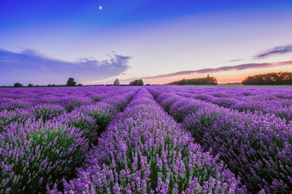 Lavendelfelder - Lavender Fields - Kerzenduftöl - Duftöl