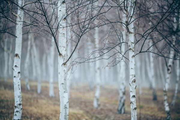 Hängebirke und Balsam - Silver Birch and Balsam - Kerzenduftöl - Duftöl