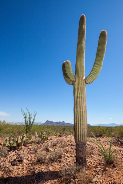 Wüstenkaktus - Desert Cactus - Kerzenduftöl