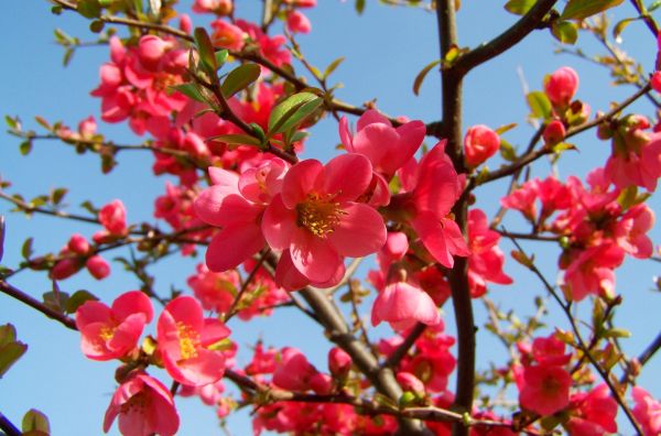 Japanese Quince - Aroma Diffuser Fragrance Oil