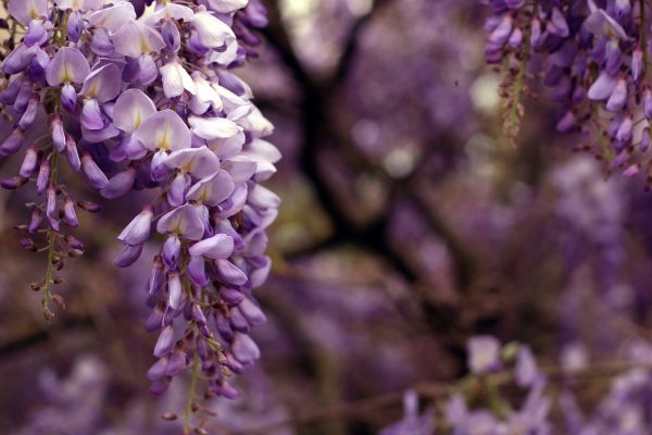 Wisteria - Candle Fragrance Oil