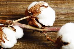 Weiße Baumwolle Lavendel - White Cotton Lavender - Kerzenduftöl - Duftöl