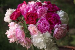 Peony Passion  -  Kerzenduftöl
